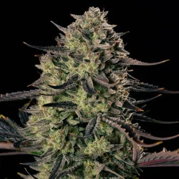 Alien Gas XXL van Silent Seeds