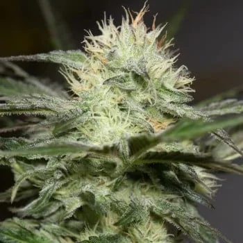 Lemon Sorbet van Silent Seeds