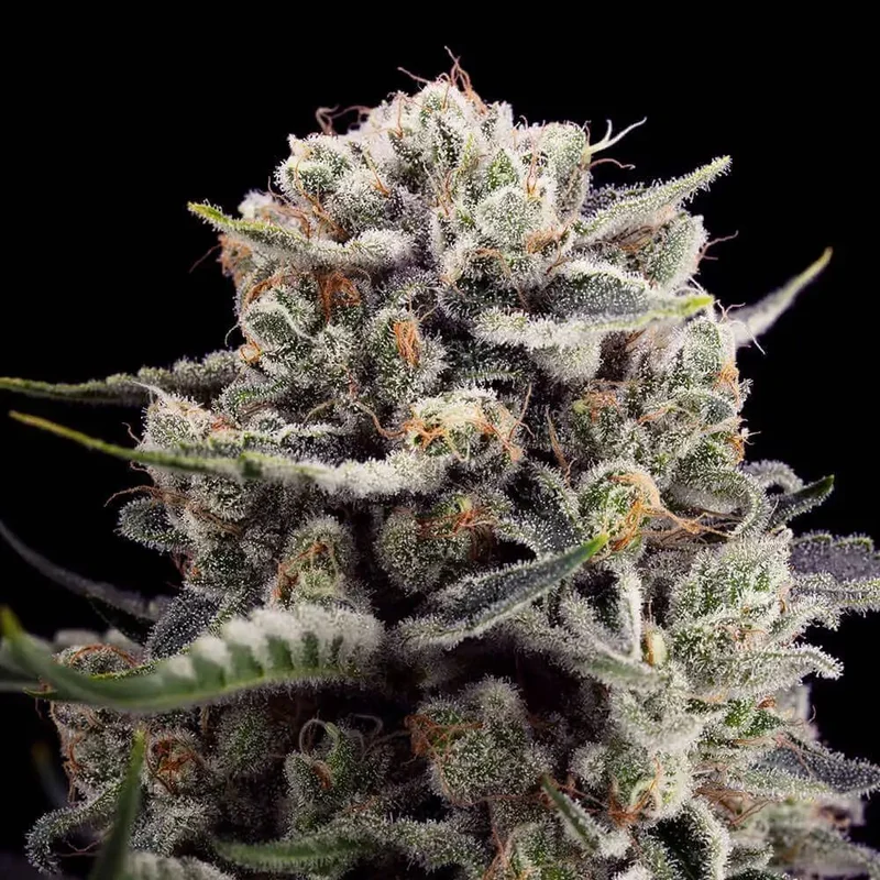 B-45 By BOOBA van Silent Seeds