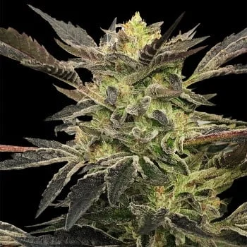 Pink Sunset by Sherbinskis van Silent Seeds