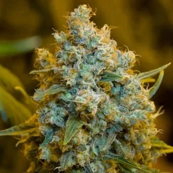 Critical Jack van Silent Seeds