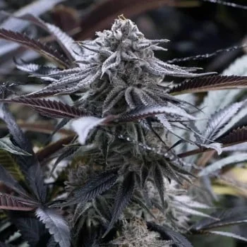 Grape Juice van Silent Seeds