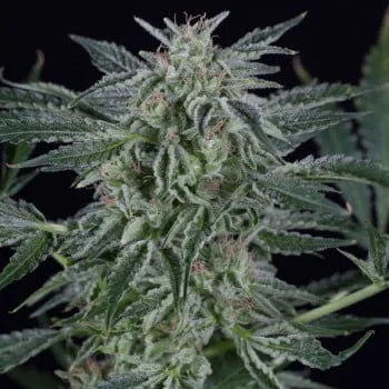 Critical Jack van Silent Seeds