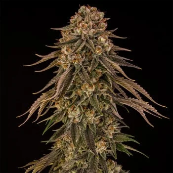 Tropical Velvet Fast CBD van Silent Seeds