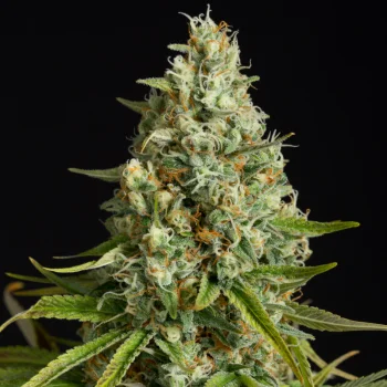 Amnesia Lemon van Silent Seeds