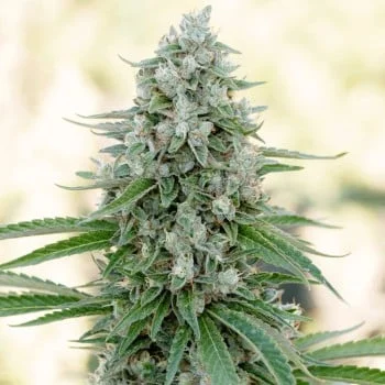 Critical Mango van Silent Seeds