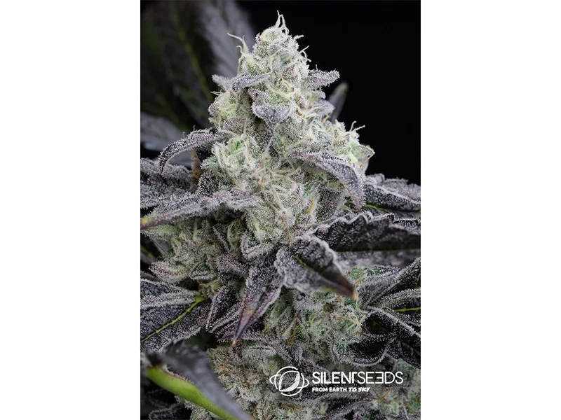 L.A.Vanilla Cake van Silent Seeds