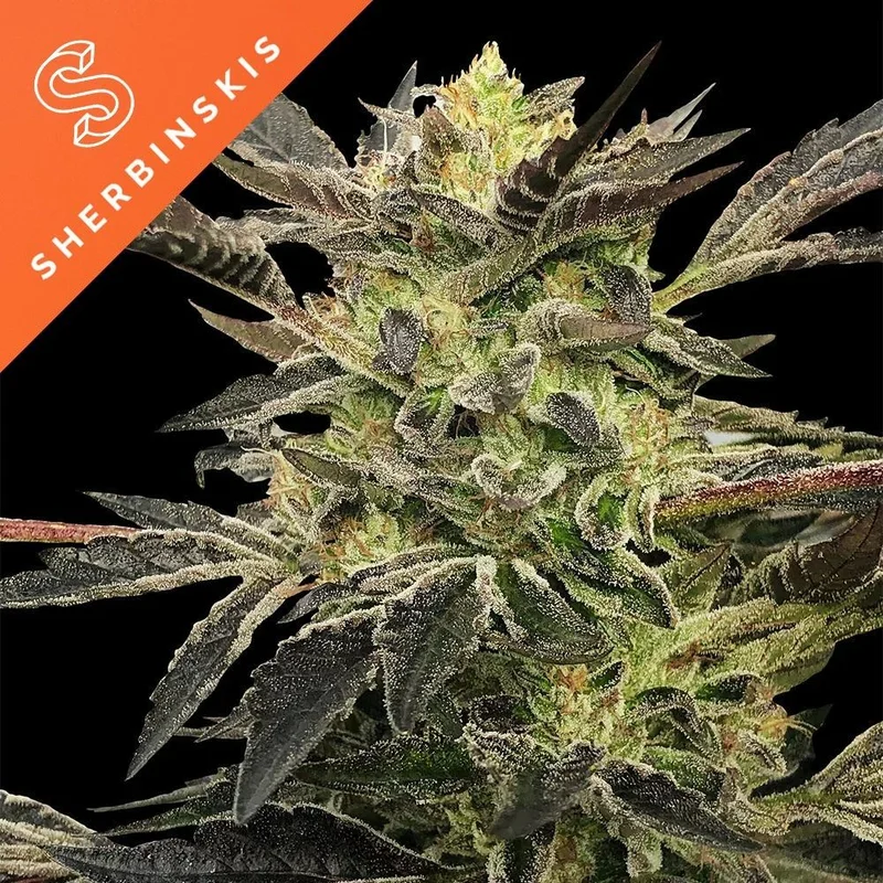 Pink Sunset (Sherbinskis x Silent Seeds) van Silent Seeds