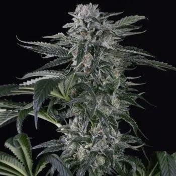 Moby Dick van Silent Seeds