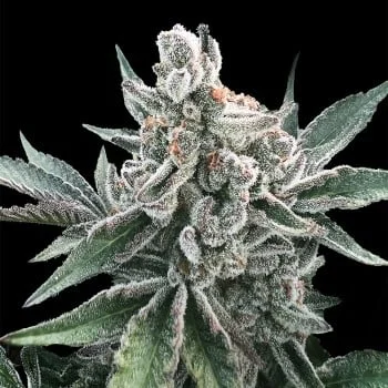 Polar Gelato by Sherbinskis van Silent Seeds