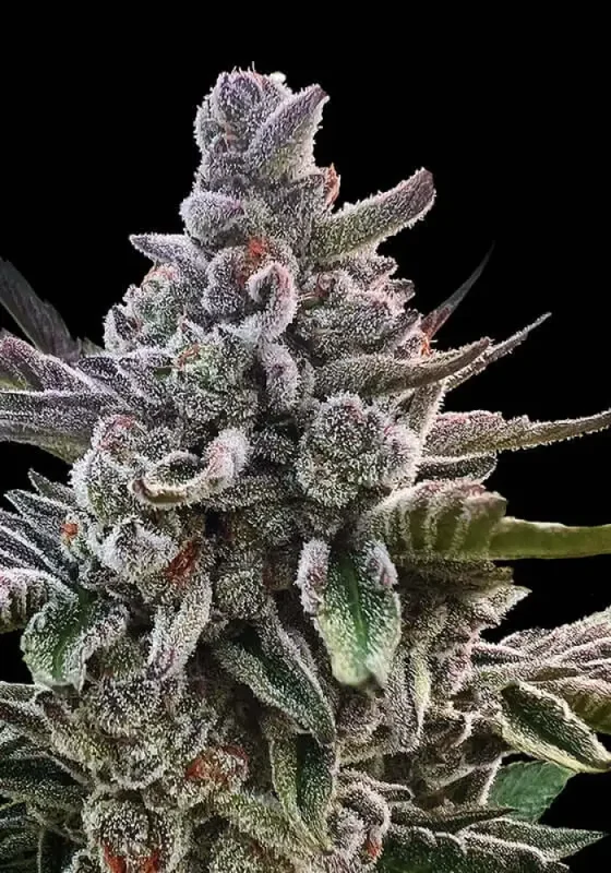 Açai Jelly van Silent Seeds