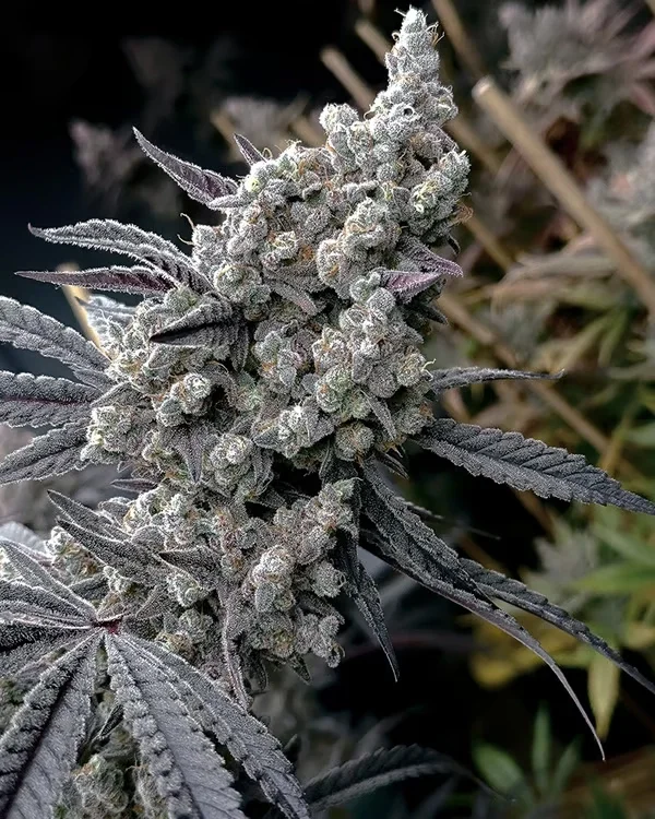 Pineapple Pucker van Solfire Gardens
