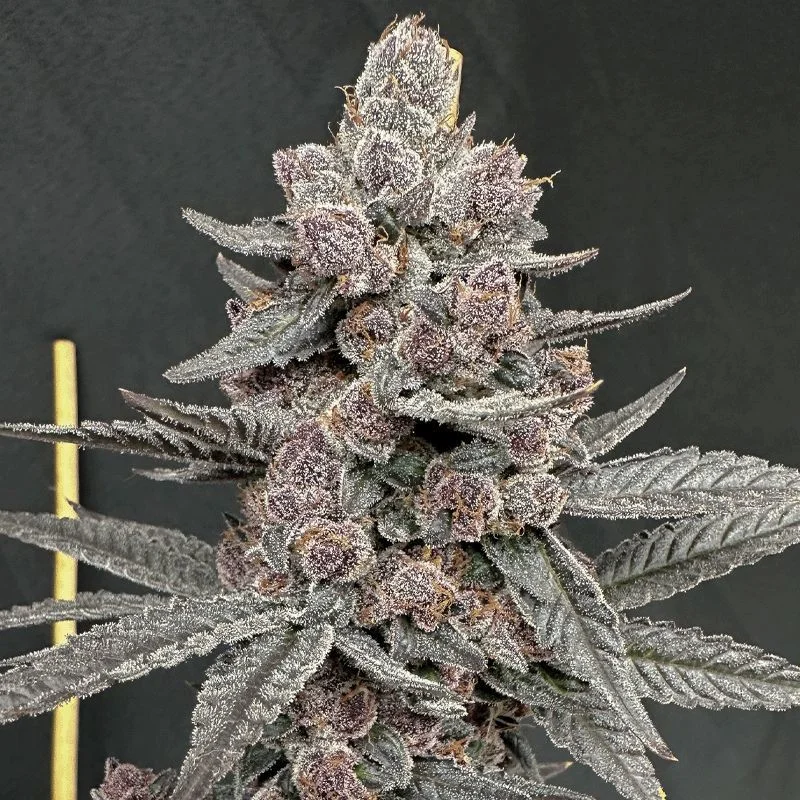 Sinferno van Solfire Gardens