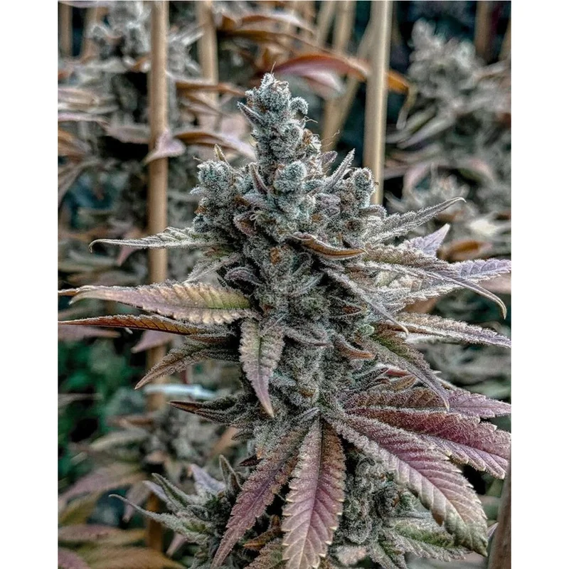 Lemon Elixir van Solfire Gardens