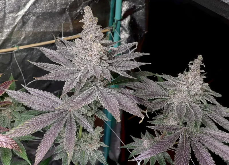 Swolfire van Solfire Gardens