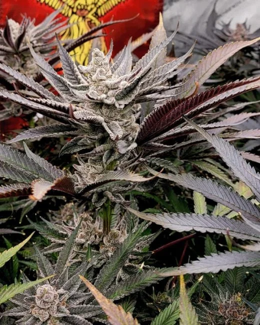 FX3 van Solfire Gardens