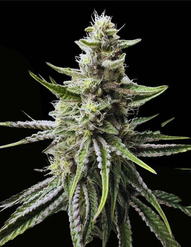 Trich Beast van Solfire Gardens