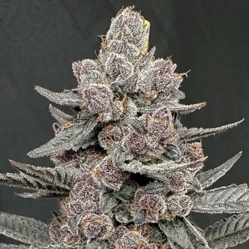 Sinferno van Solfire Gardens