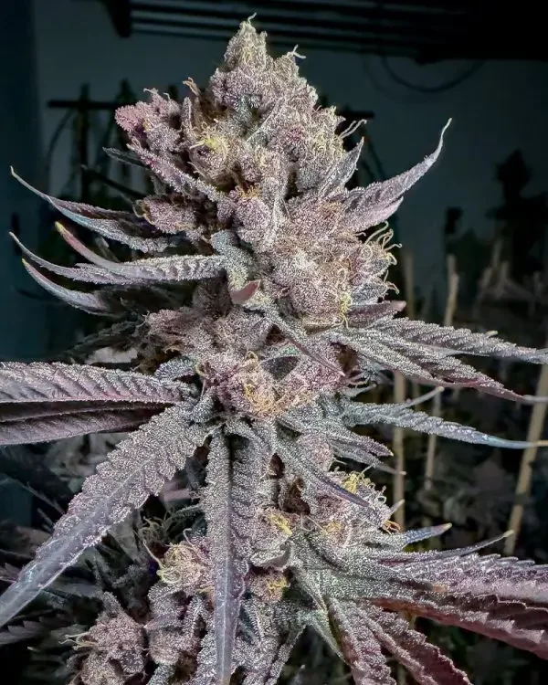 Ripe van Solfire Gardens