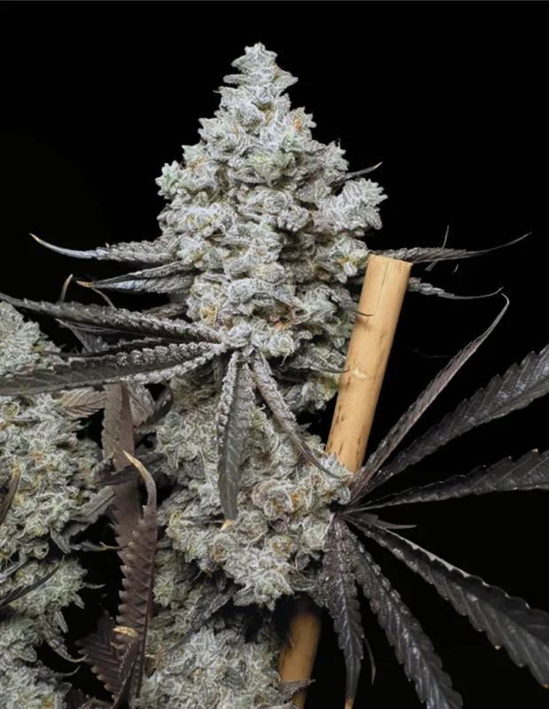 Barf Breath van Solfire Gardens