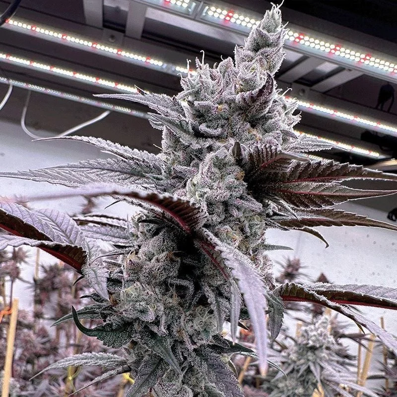 Lung Buster van Solfire Gardens