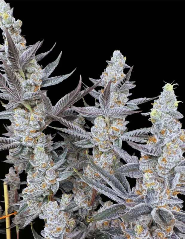 Diamond Daggers van Solfire Gardens