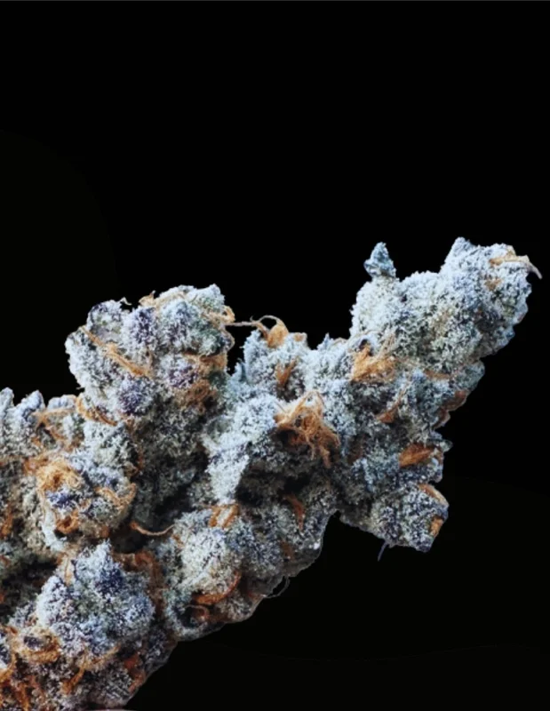 Diamond Daggers van Solfire Gardens