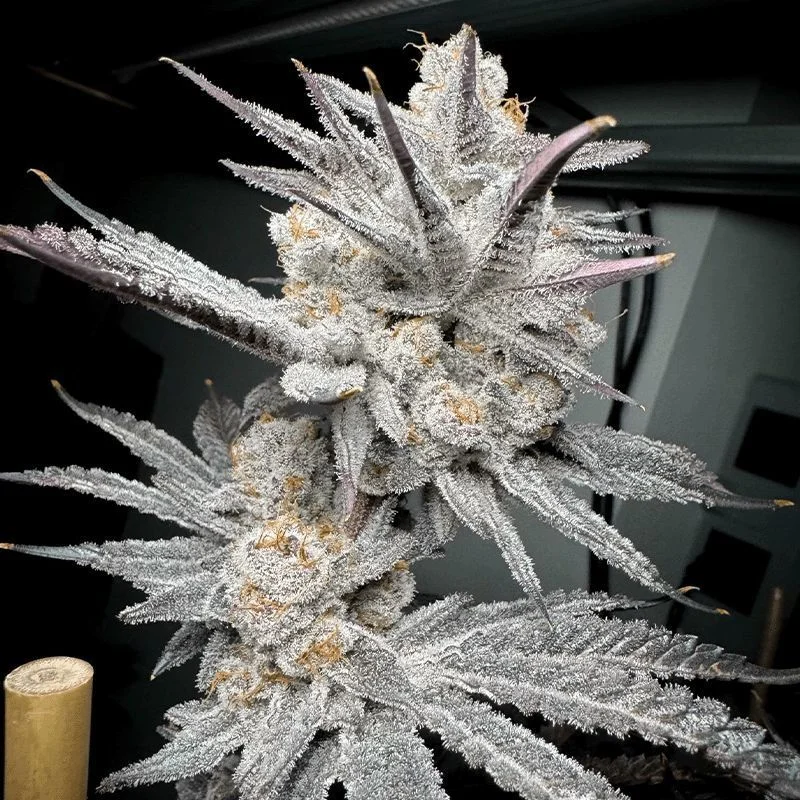 Trich Beast van Solfire Gardens