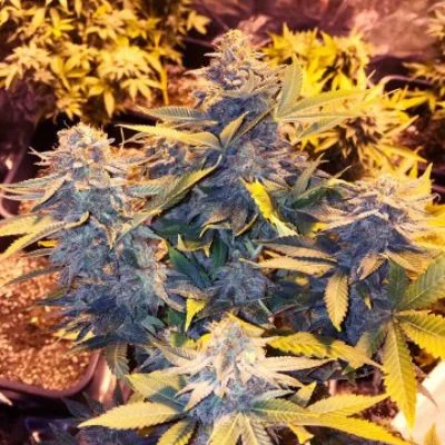 Somango Pineapple van Soma Seeds
