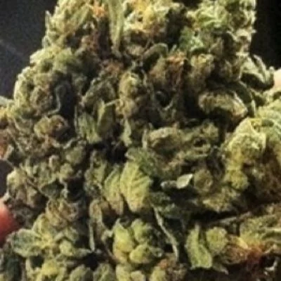 So G Kush van Soma Seeds