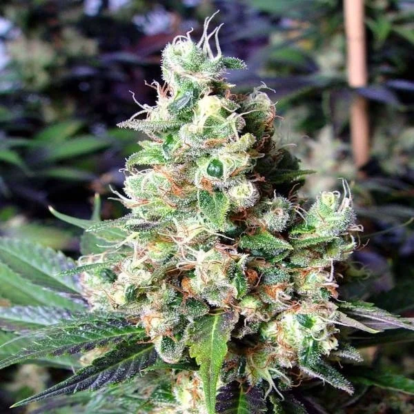 NYC Diesel van Soma Seeds