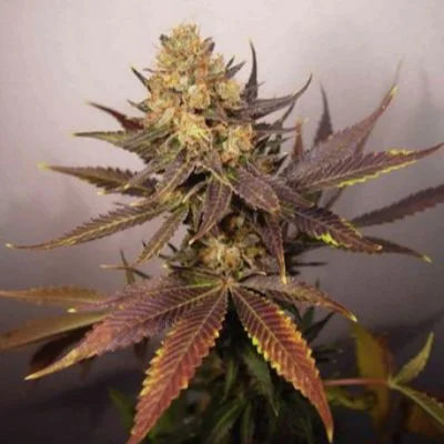 Lavender van Soma Seeds
