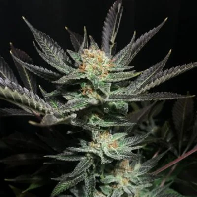 Lavender OG van Soma Seeds
