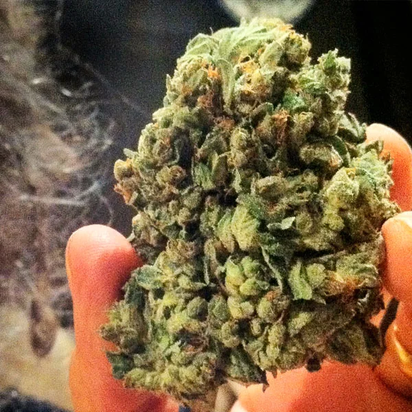 So G Kush van Soma Seeds