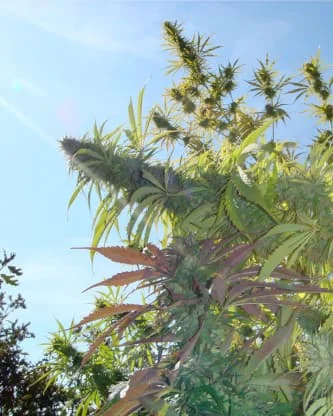 Kushadelic van Soma Seeds