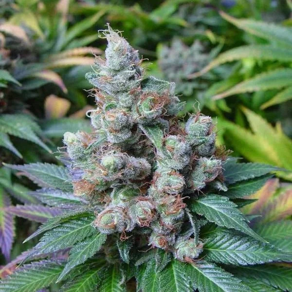 Somari van Soma Seeds