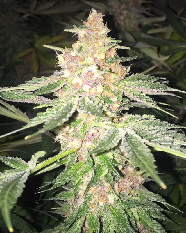 5G van Soma Seeds