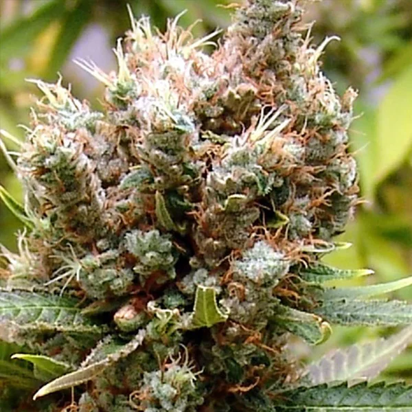 Somalicious van Soma Seeds