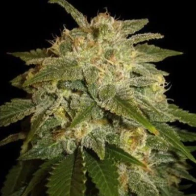 Kushadelic van Soma Seeds