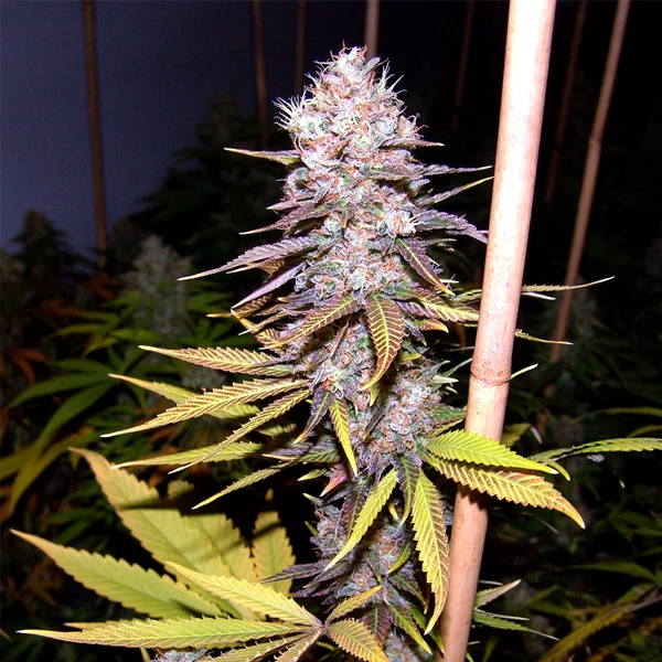 Lavender van Soma Seeds