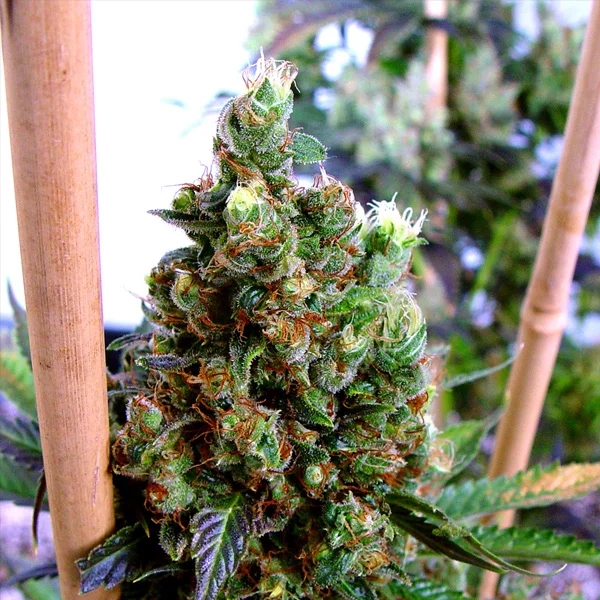 NYC Diesel van Soma Seeds