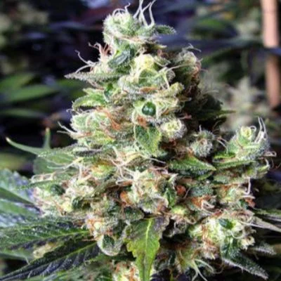 New York City Diesel van Soma Seeds