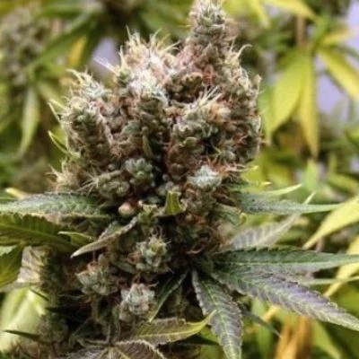 Somalicious van Soma Seeds
