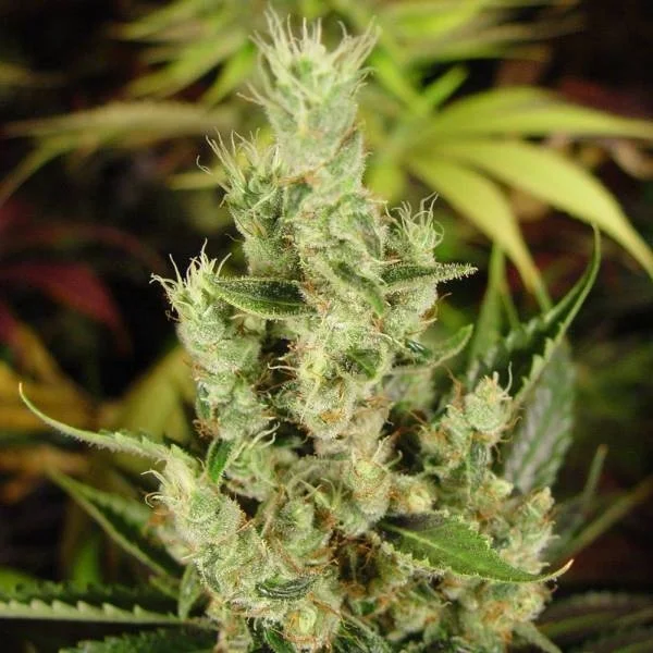 Amnesia Haze van Soma Seeds
