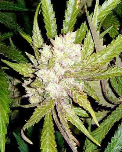 Sogouda van Soma Seeds