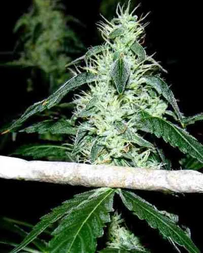Hash Heaven van Soma Seeds