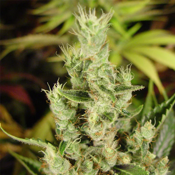 Amnesia Haze van Soma Seeds