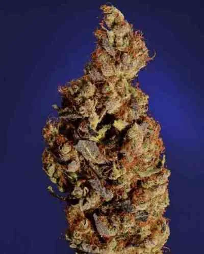 Somari van Soma Seeds