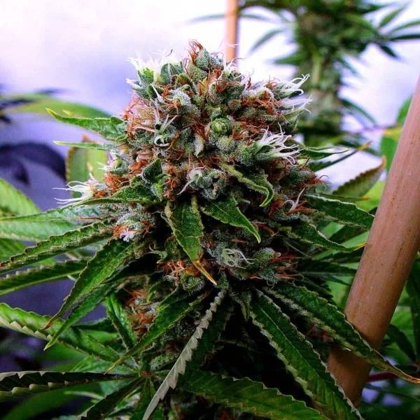 Buddhas Sister van Soma Seeds