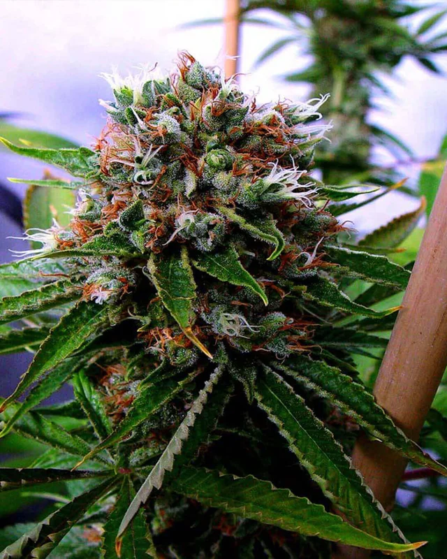 Buddhas Sister van Soma Seeds